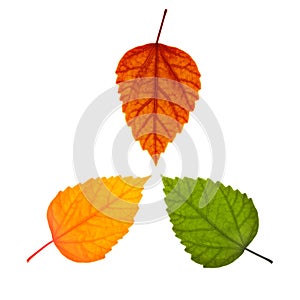 Three different leaves