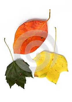 Three different leaves