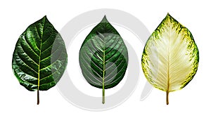 Three Different Leaves Against Transparent Background