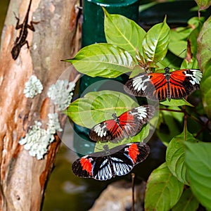 Three different longwing butterflies heliconius with a prey lizard lurking in the shadow