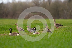 Three different pairs of geese in a green meadow, Canada Goose, Egyptian Goose, Greylag Goose