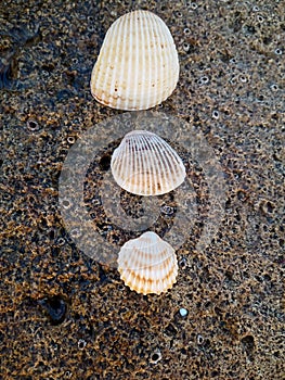 Three different sizes of shells aligned on the stone