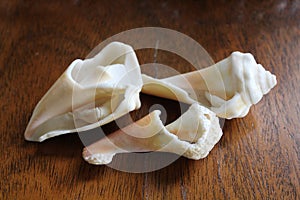 Conchs Broken and Beautiful