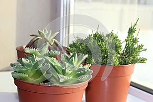 Three different succulents in pots on the windowsill. Faucaria Faucaria Schwantes, Ripsalis mesembryanthemovy Rhipsalis