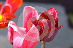Three different tulip flowers photo