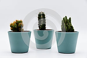 Three different types of cactus in pastel-colored pots