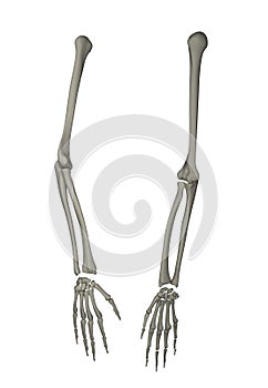 Three-dimensional anatomical model of human arm in