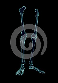 Three-dimensional anatomical model of human legs