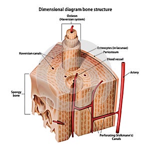 Three-dimensional diagram bone structure