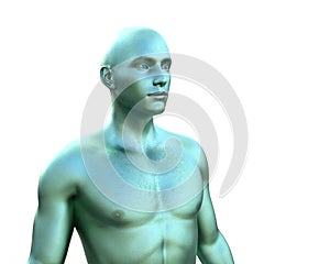 Three dimensional model. Chameleon green male torso.