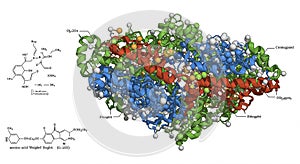 Three-dimensional molecular model of a protein structure with helices in red, blue,