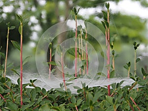 Three dimensional spider`s web after the rain