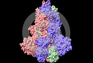 Three-dimensional structure of the SARS-CoV-2 spike glycoprotein