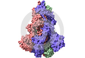 Three-dimensional structure of the SARS-CoV-2 spike glycoprotein photo
