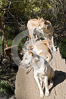 The three dingo are resting on a log