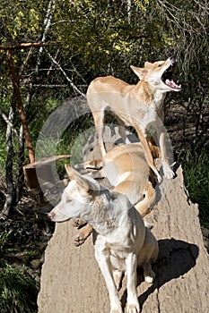 The three dingos are resting on a log