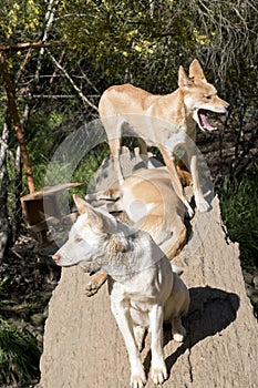 The three dingos are resting on a log