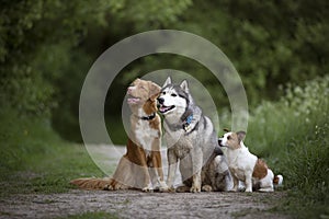 Three dirty dogs: Nova Scotia duck tolling Retriever, Siberian H