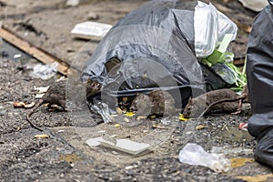 Three dirty, shaggy, skinny rats ate garbage next to each other. Garbage bags on the floor were wet and smelled very bad.