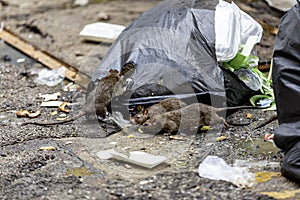 Three dirty, shaggy, skinny rats ate garbage next to each other. Garbage bags on the floor were wet and smelled very bad.