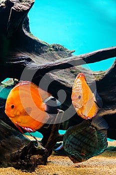 Three discus fish