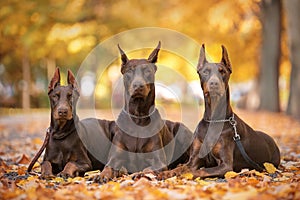 Three Doberman Pincher relaxing in the park