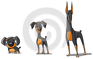 Three Doberman Pinschers.