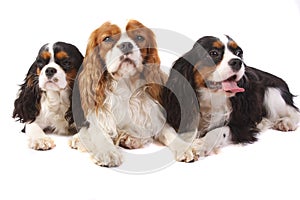 Three dog breeds Cavalier king charles spaniel