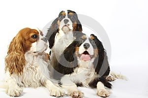 Three dog breeds Cavalier king charles spaniel