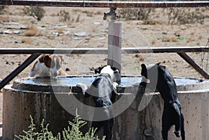 Three Dog Drink