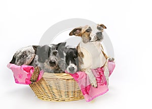 Three dogs in basket