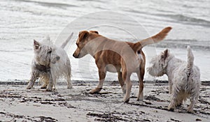 Three dogs on the beach in Sithonia