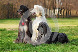 Three dogs breed Afghan Hound