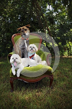 Three dogs on chair