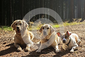 Three dogs in contrejour lighting