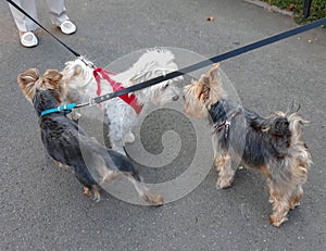 Three dogs with crossed lees