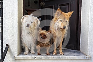 Three dogs at the doorstep