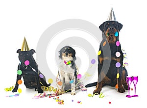 Three dogs in studio