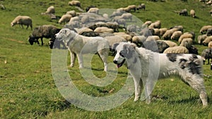 Three dogs guarding the flock of sheep