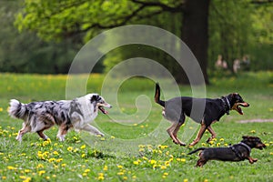 Three dogs having fun and playing in park. Photo taken on a warm spring day