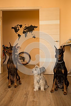 Three dogs at home. Chinese Crested Dog and dobermans.
