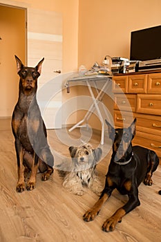 Three dogs at home. Chinese Crested Dog and dobermans.