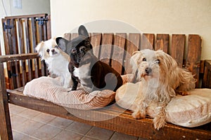 Three dogs at home, relaxing at home