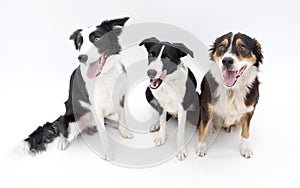 Three Dogs Isolated