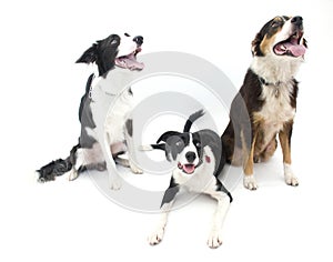 Three Dogs Isolated