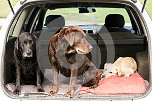 Three Dogs Look in Different Directions While Sitting in a Car