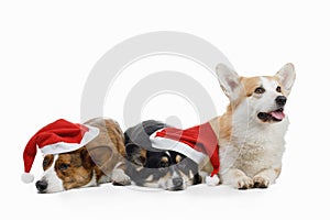 Three dogs in New Year`s caps. Pembroke welsh corgi and cardigan on white background