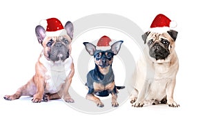 Three dogs in New Year`s caps on a white background, isolated.