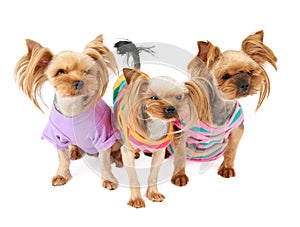 Three dogs in pet suits