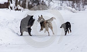 Three dogs are played on the snow in the winter